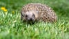 Der Igel konnte entkommen. (Symbolbild)