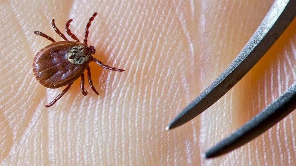 Der Salzlandkreis ist bei Borreliose-Infektionen nach Zeckenbissen bundesweit ein Hotspot.