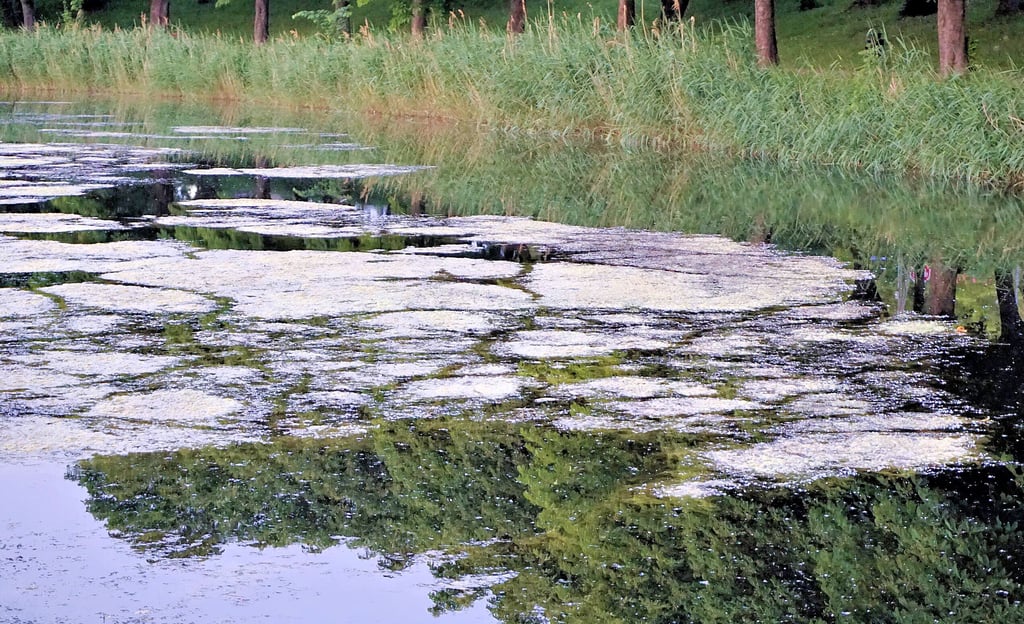 Diese Pflanzenteppiche schwimmen auf den beiden Mühlteichen in Schkopau.