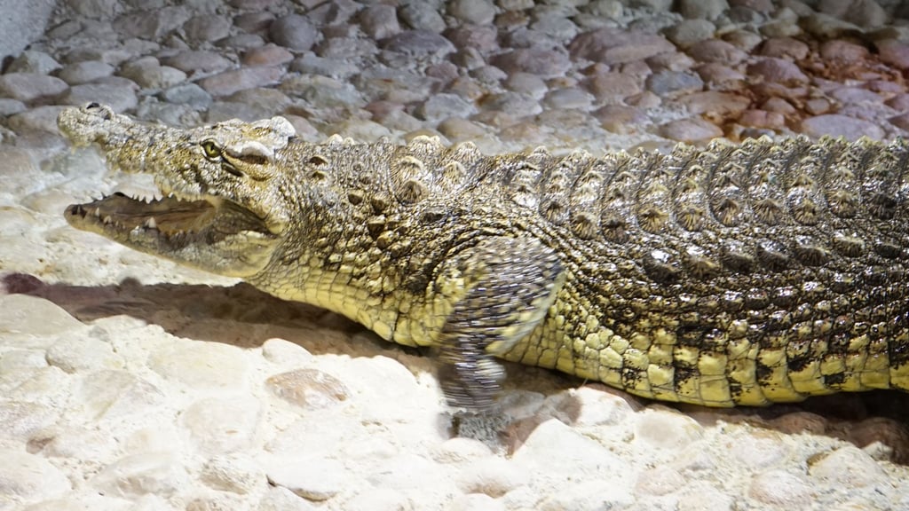 Wer füttert Theophila, das Krokodil im Colbitzer Wasserwerk?