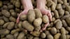 Die Pflanzenkrankheit Stolbur bedroht auch heimische Kartoffeln.