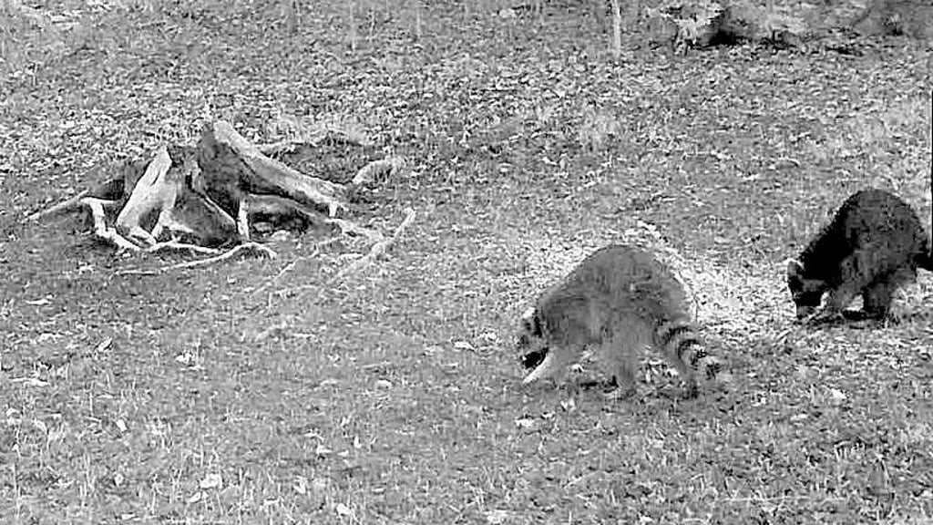 Zu zweit auf Raubzug: Waschbären im Südharz.