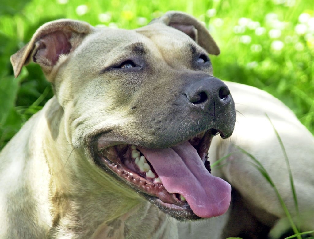 Ein Hund hat in Mühlhausen einen Polizeieinsatz ausgelöst. (Symbolbild)