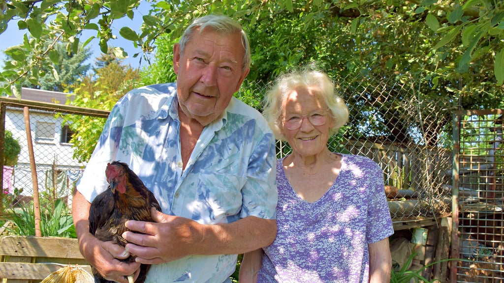 Vier Hühner verwöhnen Adolf und Ursula Schöla aus Zeitz regelmäßig mit frischen Eiern. Das Federvieh erhält im Gegenzug ein gepflegtes und liebevolles Zuhause. Huhn Berta (Foto) ist besonders anhänglich. Wo Adolf Schöla ist, ist Berta nicht weit entfernt.