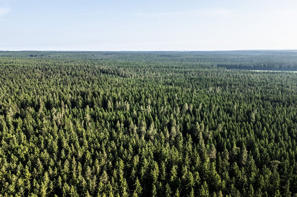 Der Wald in Deutschland bleibt laut einem neuen Bericht unter „Dauerstress“. (Archivbild)