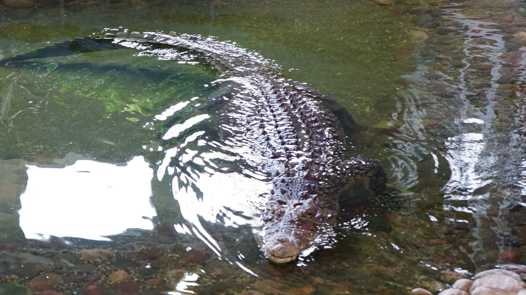 Krokodil Theophila lebt im Colbitzer Wasserwerk.