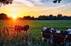 Kühe im Norden von Sachsen-Anhalt - Weidebetriebe wie dieser liegen auf der Empfängerliste weit oben.
