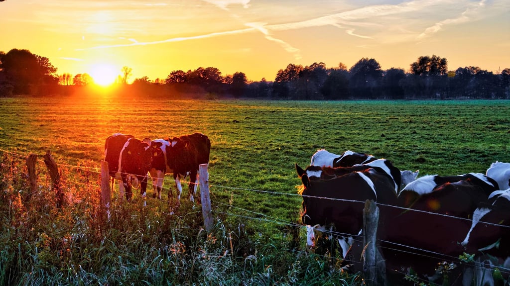 Kühe im Norden von Sachsen-Anhalt - Weidebetriebe wie dieser bekommen hohe EU-Agrarsubventionen.