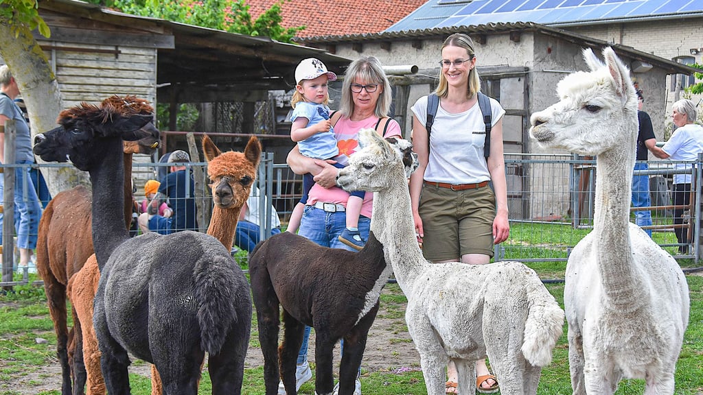 Die kleine Hanna ist begeistert von den Alpakas auf dem Bauernhof der Familie Eggeling in Wegenstedt. Begleitet wird das Mädchen von ihrer Mutter Anne Riddler aus Gehrendorf und Oma Yvonne Riddler aus Rätzlingen.