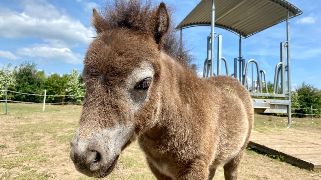 Noch namenlos: Dieser niedliche Nachwuchs tollt jetzt über die Ponywiese gleich am Eingang des Wernigeröder Bürgerparks.