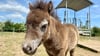 Noch namenlos: Dieser niedliche Nachwuchs tollt jetzt über die Ponywiese gleich am Eingang des Wernigeröder Bürgerparks.