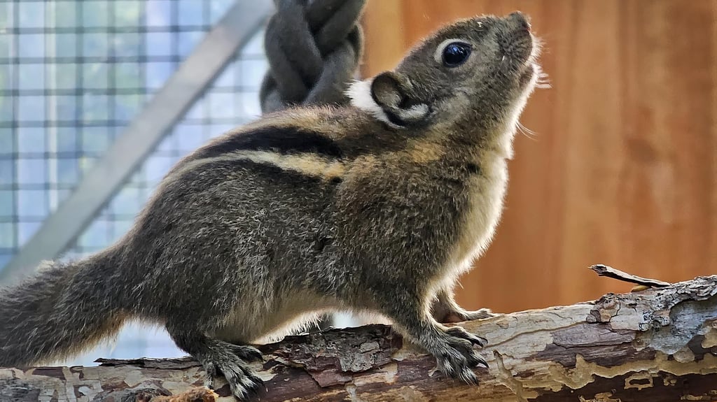 Thalenser Tierpark bekommt eine neue Tierart: Streifenhörnchen.