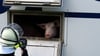 Viele Schweine waren äußerlich unversehrt.