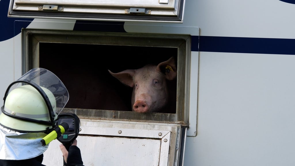 Viele Schweine waren äußerlich unversehrt.
