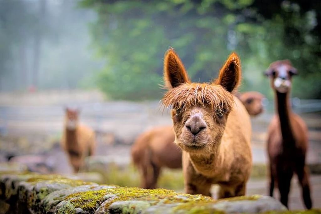 In Halberstadt gibt es "Tierisch Theater im Tiergarten". Alle Vorstellungen finden im Alpaka-Gehege statt.