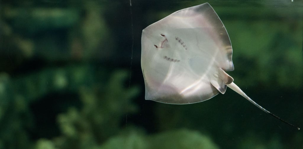 Ein junger südlicher Stechrochen im Tierpark Hagenbeck in Hamburg