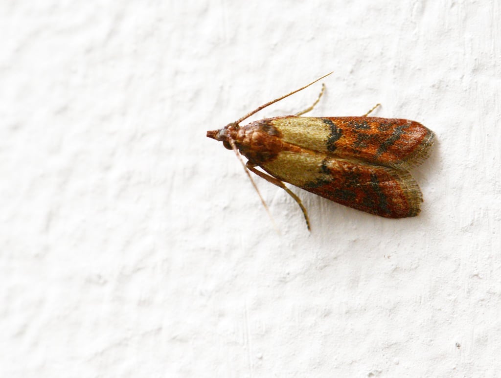 Dörrobstmotten, auch als Hausmotte bekannt, können bei Menschen allergische Reaktionen auslösen.