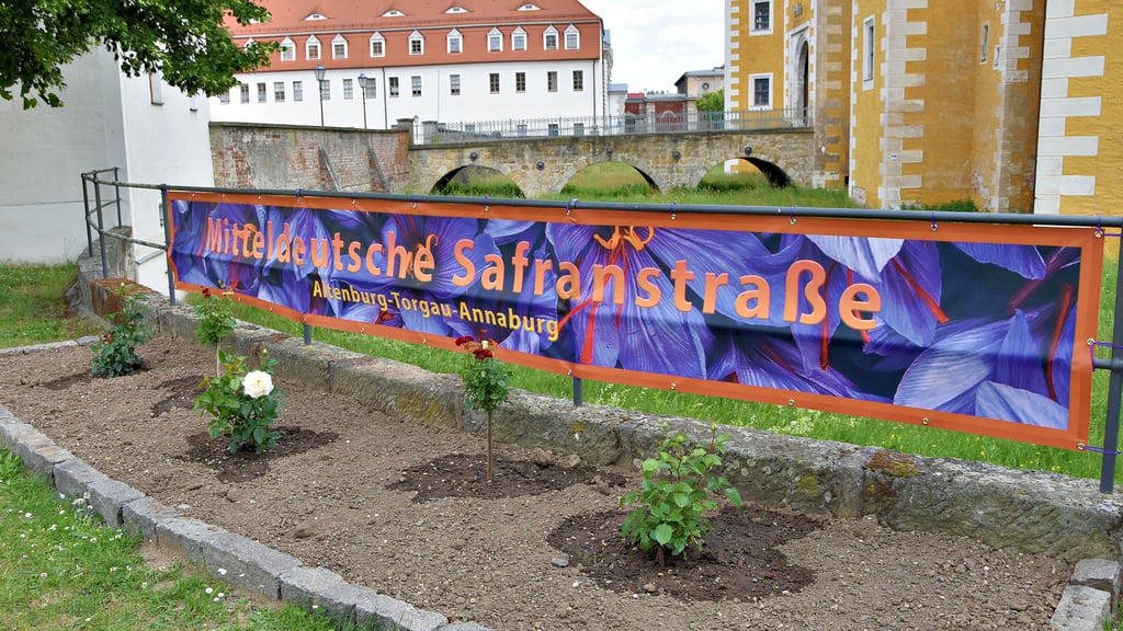 Zu den Rosen hier sollen sich im August 500 Safranknollen gesellen. Die Gewürzpflanze war von Friedrich dem Weisen zuerst nach Annaburg gebracht worden. Schon im Herbst sollen die ersten Blüten geerntet wreden.