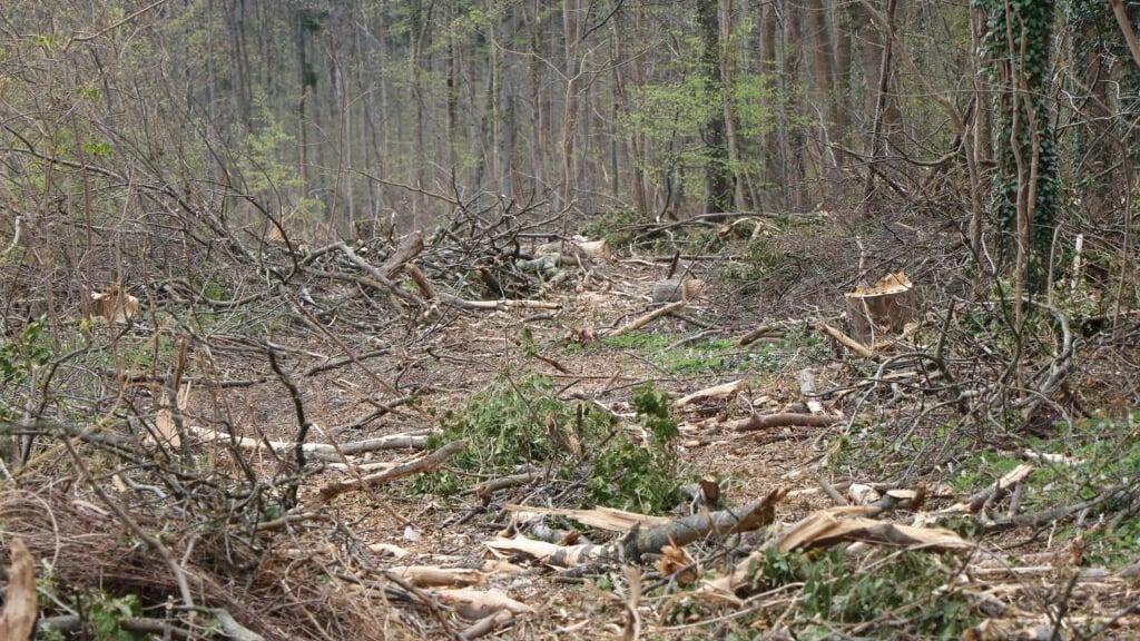 Die Naturschutzgruppe Halberstadt hatte massive Kritik an der Forstwirtschaft im Huy geäußert.