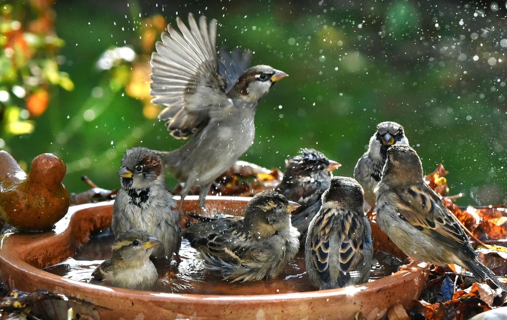 Badespaß im Garten: Auch Vögel freuen sich im Sommer über eine Möglichkeit zur Abkühlung.