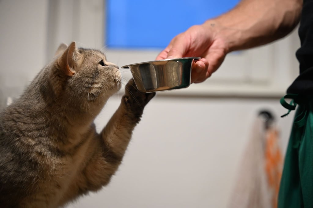 Forschende der Europa-Universität Viadrina suchen für eine Studie Menschen, die mit einer Katze oder einem Hund zusammenleben oder Sprachassistenten nutzen. (Symbolbild)