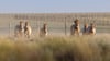 Przewalski-Pferde werden in die Wildnis entlassen.