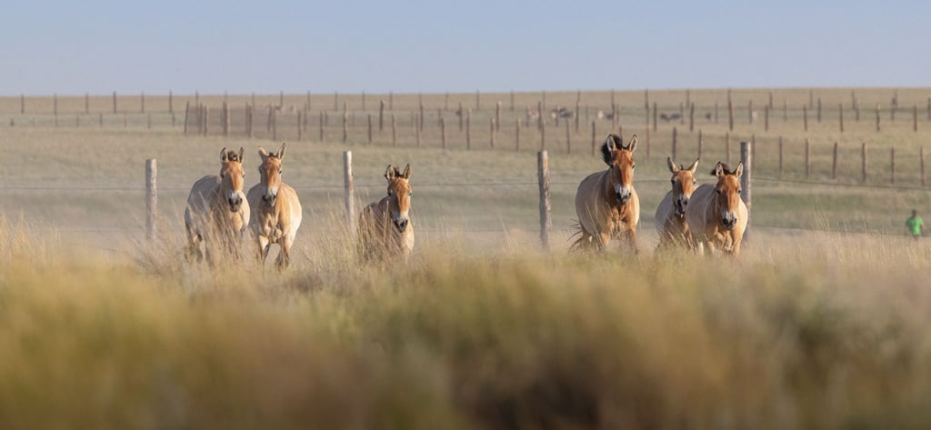 Przewalski-Pferde werden in die Wildnis entlassen.