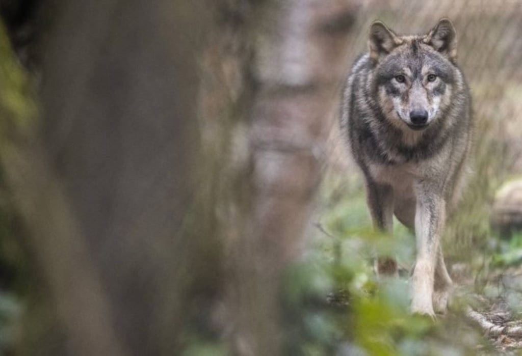Ein Wolfsrüde wird für Angriffe auf Herdentiere verantwortlich gemacht. Doch nicht alle Tiere sind ausreichend geschützt.