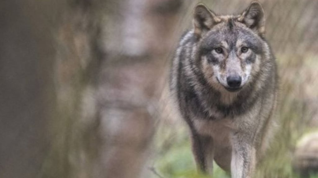 Ein Wolfsrüde wird für Angriffe auf Herdentiere verantwortlich gemacht. Doch nicht alle Tiere sind ausreichend geschützt.