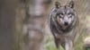 Ein Wolfsrüde wird für Angriffe auf Herdentiere verantwortlich gemacht. Doch nicht alle Tiere sind ausreichend geschützt.