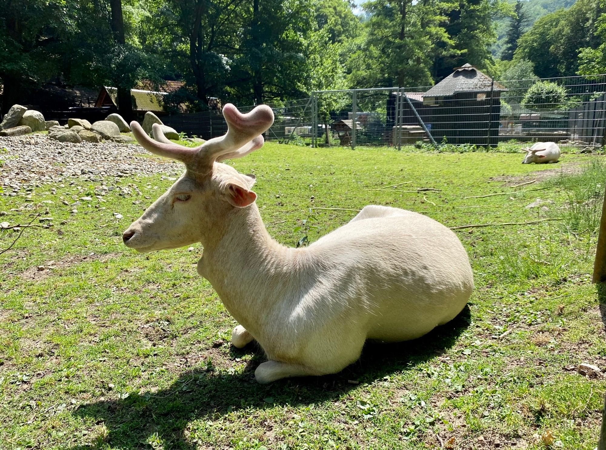 Wernigeröder Wildpark Christianental: Weiße Hirsche im Harz: Warum sie Besucher faszinieren und Jäger sie fürchten