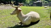 Sie gehören zu den beliebtesten Foto-Motiven im Wernigeröder Wildpark Christianental - die beiden weißen Hirsche.