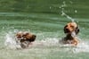 Ein Hundebadestrand soll nun auch am Arendsee entstehen.