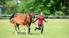 Auch das Hengstfohlen Quaterback's Junior – Ghadif ox – Opal B 70 aus der Zucht von Gerhard Bade aus Wollenhagen lief im Parcours.