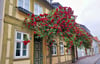 Üppige Rosen vor einem Haus in der Großen St. Ilsen Straße Salzwedel. 