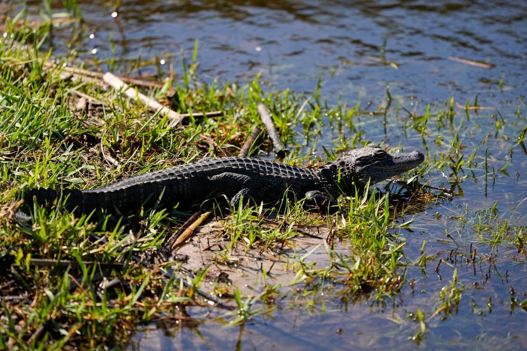 Ein Baby-Alligator wie dieser wurde offenbar in Vechta gesichtet. (Archivbild)