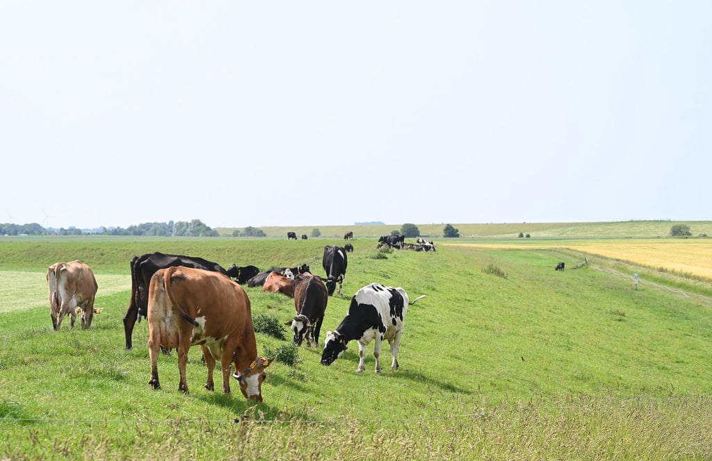 Kühe stehen bei strahlendem Sommerwetter in Dyksterhusen auf dem Deich.