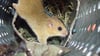 Schutzprojekt für dieHaselmaus im Harz