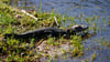 Ein Baby-Alligator wie dieser wurde offenbar in Vechta gesichtet. (Archivbild)