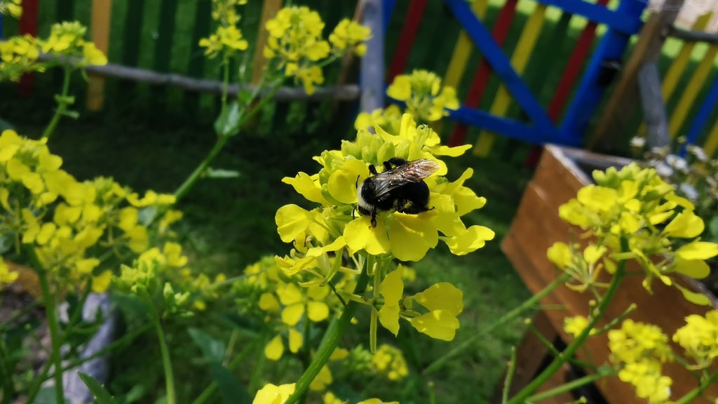 Auch die Hummeln tragen ihren Teil bei, um das Projekt des Kindergarten Kunterbunt zum Erfolg zu machen.