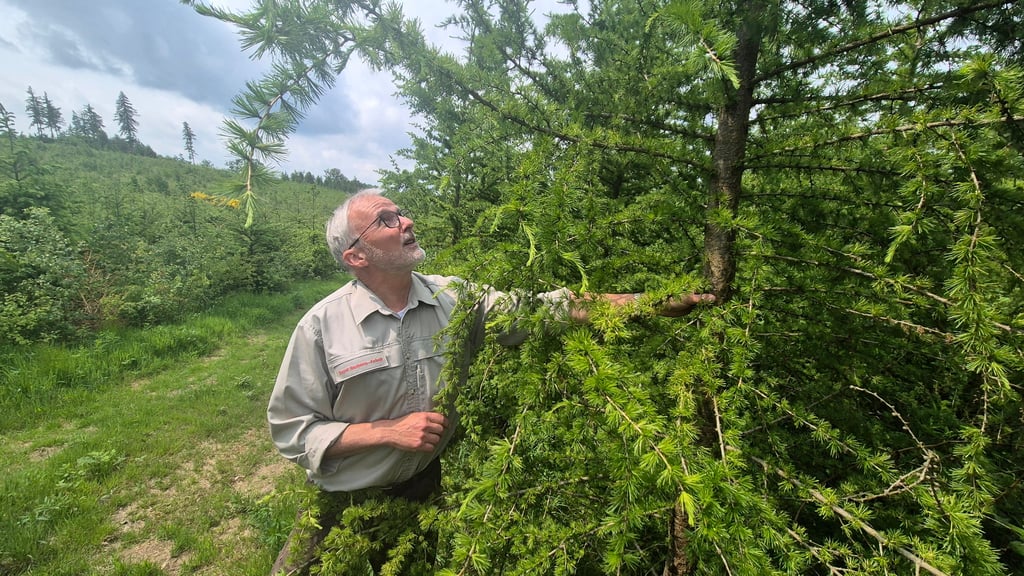 In zwei bis drei Jahren wird die Aufforstung in den zum Forstbetrieb Ostharz gehörenden Revieren - hier im Bild Forstbetriebsleiter Hans Schattenberg - abgeschlossen sein.