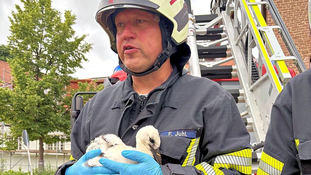 Frank Juhl hält das verletzte Storchen-Jungtier behutsam in den Händen. 
