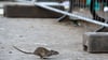 Der Berliner Bezirk Neukölln will die Rattenplage auf dem Hermannplatz stärker bekämpfen.
