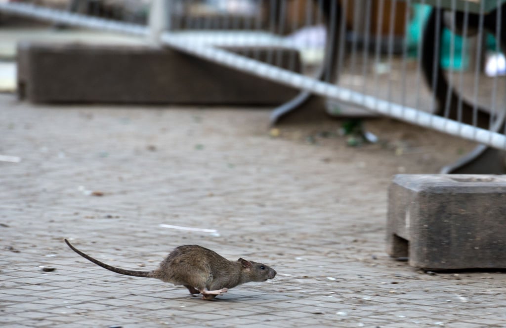 Der Berliner Bezirk Neukölln will die Rattenplage auf dem Hermannplatz stärker bekämpfen.