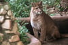 Symbolbild: Bei der gesuchten Großkatze könnte es sich um einen Puma handeln. 