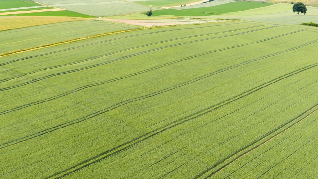Die Getreideernte steht in Niedersachsen in wenigen Wochen an.