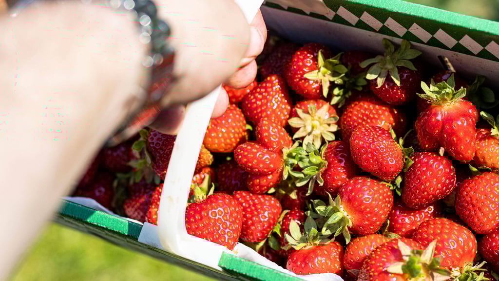 Die Erdbeeren auf den Feldern in Sachsen-Anhalt warten darauf, gepflückt zu werden.