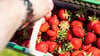 Die Erdbeeren auf den Feldern in Sachsen-Anhalt warten darauf, gepflückt zu werden.&nbsp;