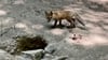 Mit etwas Glück können Besucher des Wernigeröder Wildparks Christianental den Nachwuchs des Silberfuchspaars entdecken.