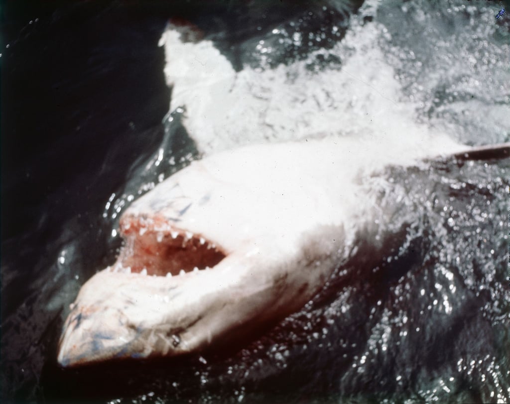 In den vergangenen Jahren ist das durch „Der weiße Hai“ transportierte Bild von den Raubfischen als grausamen Fressmaschinen korrigiert worden. (Archivbild)